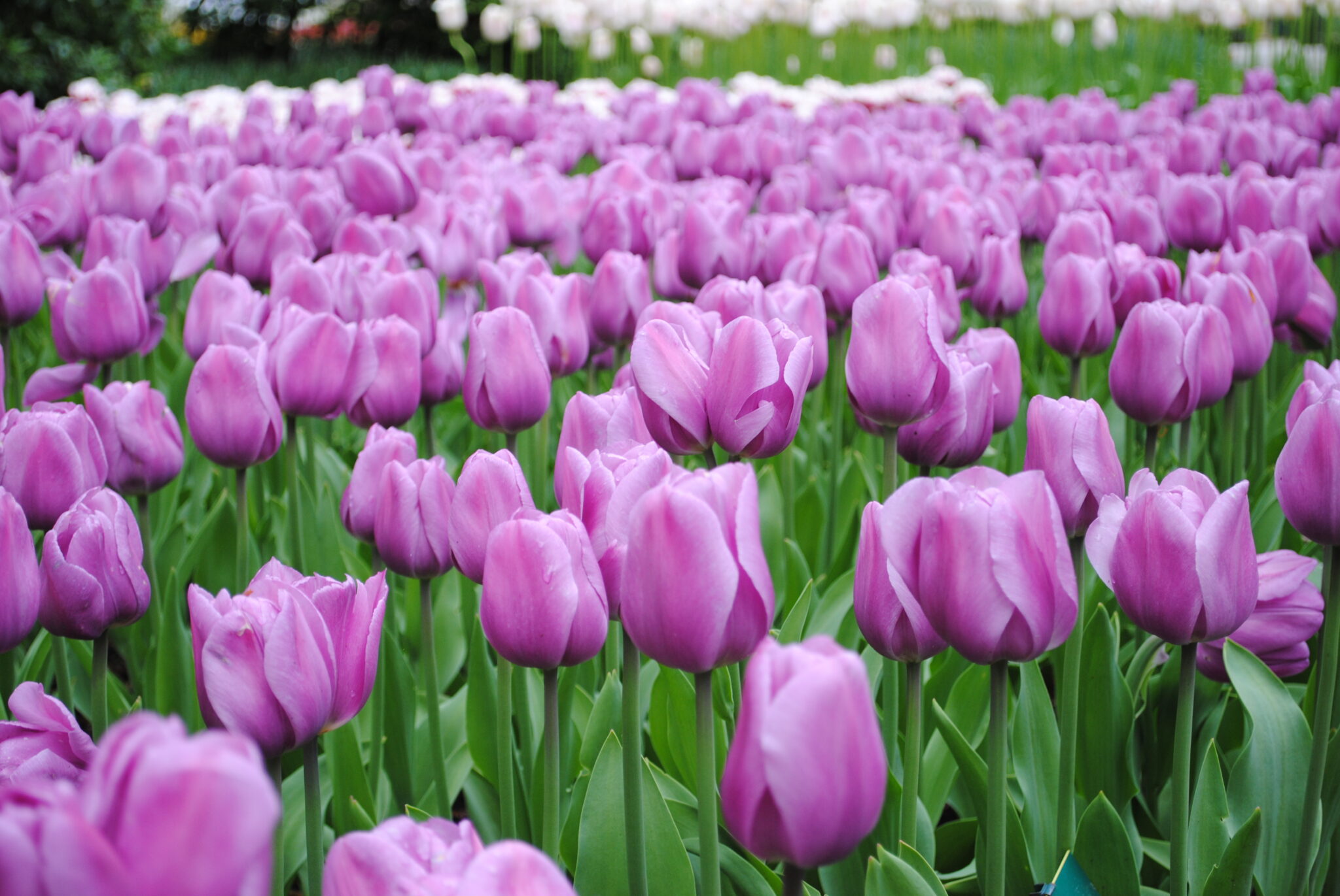 UPick Tulips Golden Hour Tulips