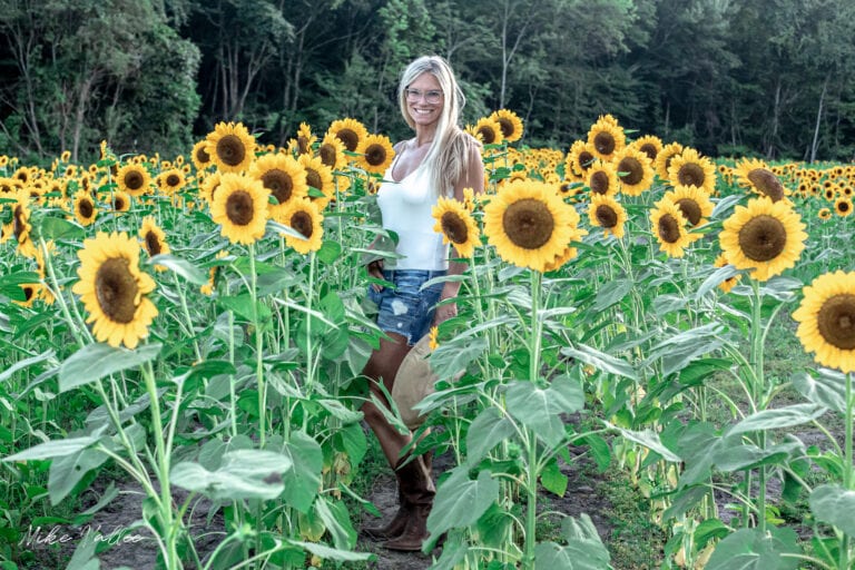 U-Pick Sunflowers - Golden Hour Tulips