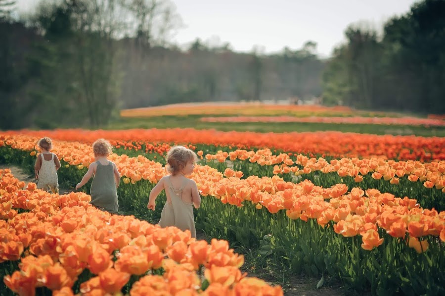 U-Pick Tulips - Golden Hour Tulips